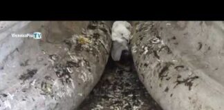 Vicenza si è fatta bella oppure no? Lo decidono sempre i cittadini, anche quando… sporcano o non spingono chi di dovere a pulire