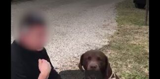 Il cane Zeus sa far di conto e Gianni Zonin no? Decine di migliaia di vicentini truffati sentono un guaito: per i suoi soldi sì, fulmini e saette!