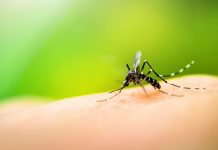 Chikungunya: terzo caso in Veneto confermato a Verona zanzara chikungunya veneto