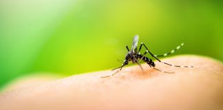 Prima febbre West Nile del 2019, colpito un 79enne. Lanzarin: “diffusione limitata” zanzara chikungunya veneto
