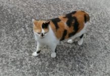 Pensionato multato perché sfama gatti in lockdown: sanzione annullata con intervento LAV Vicenza gatti