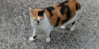 Pensionato multato perché sfama gatti in lockdown: sanzione annullata con intervento LAV Vicenza gatti