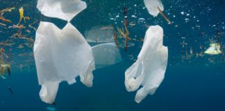 Sacchetti di plastica, la sen. Laura Puppato: “polemiche assurde, nessun favoritismo, solo trasparenza per le famiglie”