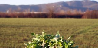 “Ranpussolo” di Villaga, rassegna enogastronomica dei ristoratori di Confcommercio Vicenza