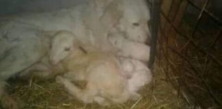 Il lupo è davvero cattivo? L’intervista a un pastore