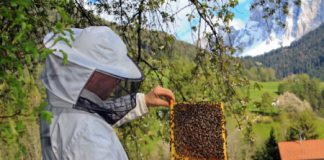 ?Idee nuove per l’apicoltura di domani?, sabato 13 gennaio due incontri al Museo Naturalistico Archeologico