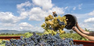 Viticoltura veneta, Cristina Guarda (AMP): “un settore imprenditoriale di grandissima importanza, ma che specie nel vicentino è stato messo duramente alla prova”