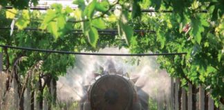 Cresce l’export vino veneto ma i pesticidi? Ne parla il consigliere della regione Zanoni