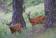 Caccia di selezione, Associazione Lega per l’Abolizione della Caccia: “capriolo maschio abbattuto per errore a Posina? Alla magistratura l’ultima parola”
