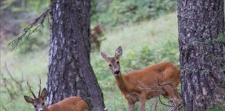 Caccia di selezione, Associazione Lega per l’Abolizione della Caccia: “capriolo maschio abbattuto per errore a Posina? Alla magistratura l’ultima parola”