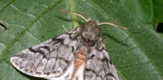 Thiene, continua la lotta alla processionaria del pino