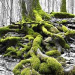La Voce del Sileno anno 3: “Alle radici della persona. La persona e la sua centralità nel mondo odierno