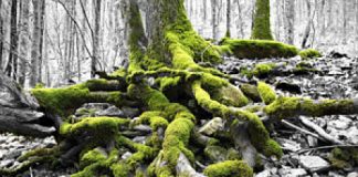 La Voce del Sileno anno 3: “Alle radici della persona. La persona e la sua centralità nel mondo odierno