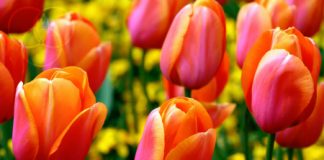 I tulipani, protagonisti a Palazzo Chiericati venerdì 26 gennaio