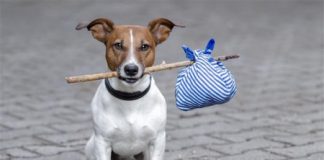 Dog tax, Andrea Zanoni (PD): “farebbe aumentare abbandoni e randagismo”