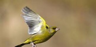 Marano Vicentino, domani 1 marzo un incontro sui volatili con il fotografo naturalista Luigi Sebastiani