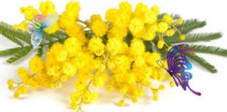 Montecchio Maggiore, un 8 marzo lungo un mese con sei eventi dedicati alle donne