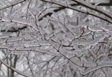 Nevicata in città, sparsi 3200 quintali di sale a Vicenza. Dalle 4 di ieri in azione il piano neve comunale Variati “Grato a chi ha prestato servizio in queste ore con dedizione ed efficacia”