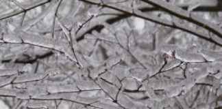 Nevicata in città, sparsi 3200 quintali di sale a Vicenza. Dalle 4 di ieri in azione il piano neve comunale Variati “Grato a chi ha prestato servizio in queste ore con dedizione ed efficacia”