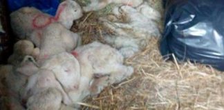 Agnellini in agonia, Andrea Zanoni (PD), Cristina Guarda (AMP) e Patrizia Bartelle (M5S): “gesto orribile che richiede fermezza da parte delle istituzioni”