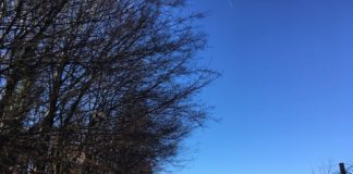 Bosco urbano di Maddalene, Matteo Celebron (Lega): “il Comune di Vicenza si attivi per evitare il degrado e la perdita delle coltivazioni dei privati”