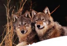 Lupi, Giuseppe Pan: “patto tra Regione ed enti locali per rafforzare la prevenzione e velocizzare gli indenizzi”