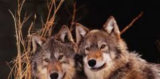 Lupi, Giuseppe Pan: “patto tra Regione ed enti locali per rafforzare la prevenzione e velocizzare gli indenizzi”