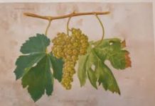 “Musica, mistero e vino”, una serata di presentazione della XXVII edizione del Festival delle Settimane Musicali al Teatro Olimpico