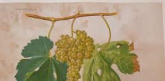 “Musica, mistero e vino”, una serata di presentazione della XXVII edizione del Festival delle Settimane Musicali al Teatro Olimpico