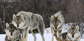 Lupi, Nicola Finco (LN): “lanciata una raccolta di firme on-line ‘No alla presenza del lupo’”