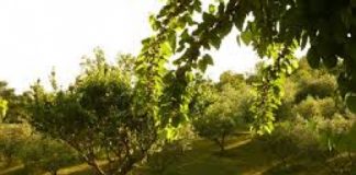 Sovizzo, una conferenza per conoscere le Spurghe di Sant?Urbano