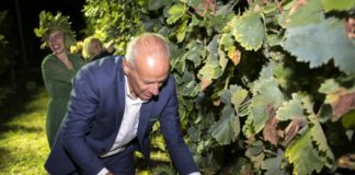 Bando per settore vitinicolo, assessore Pan: ?’ulteriori risorse per le cantine venete”