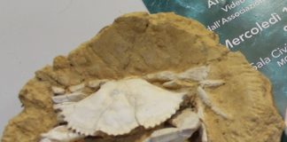 Montecchio Maggiore, il Museo Zannato sbarca su Youtube