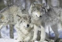 Ambiente, Berlato e Barison (FdI-Mcr): ?Pieno sostegno agli allevatori e malghesi per i problemi causati dai lupi nell?Altipiano di Asiago dei sette comuni?