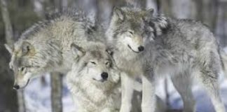 Ambiente, Berlato e Barison (FdI-Mcr): ?Pieno sostegno agli allevatori e malghesi per i problemi causati dai lupi nell?Altipiano di Asiago dei sette comuni?