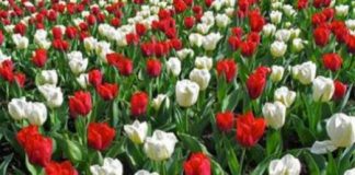 25 aprile, purificare la memoria: i giovani imparino che la ricostruzione dei ponti interrotti tra fratelli è possibile