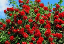 Primo maggio veneto per tutti, la nostra festa: pane e rose alle lavoratrici e ai lavoratori nei supermercati e nei centri commerciali