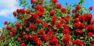 Primo maggio veneto per tutti, la nostra festa: pane e rose alle lavoratrici e ai lavoratori nei supermercati e nei centri commerciali