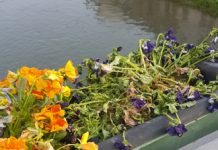 In Italia sfiorisce la democrazia, a Vicenza rimangono a secco le fioriere