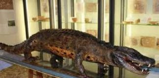 Montecchio Maggiore, sbarca la mostra naturalistica itinerante ?Il museo a casa tua!?