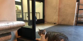 “Dossier” con post di destra e calendari fascisti noti anche al gatto Romeo: Otello Dalla Rosa paragona Rucco a Variati. Siamo già ai titoli di coda?