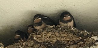 Le cose belle delle storie vicentine, una ce la racconta Luciano Parolin: i rondinoni di Borgo di Santa Croce