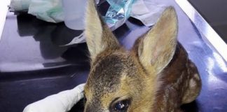 Colli Berici, Movimento Animalista: “strage di cuccioli di capriolo durante attività di falciatura”