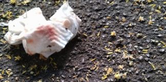 Sicurezza, Fabrizio Massaro (candidato FdI Vicenza): siringhe e fazzoletti sporchi di sangue davanti alla primaria Vittorino da Feltre