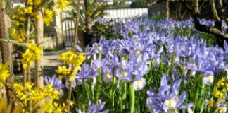 Il giallo delle dimissioni di Finozzi: «Coltivo lavanda». CorVeneto: «Lo fa per il vitalizio» sussurrano a Palazzo