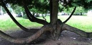 La bestemmia scritta vicino alla chiesa di S. Bertilla: nulla fece Variati per rimuoverla, Rucco ha provveduto subito. Un piccolo ma significativo segnale