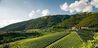 Candidatura Unesco delle Colline del Prosecco, Rizzotto (Zaia Presidente): “Nessun passo indietro, chi contesta è contro il Veneto”