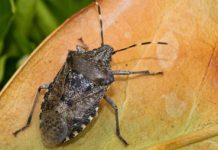 Cimice asiatica: reti antinsetto, investimenti aziendali e finanziamento a ricerca Università di Padova