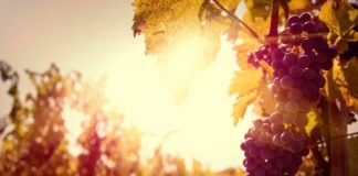 Vendemmia, Confagricoltura Vicenza: “reintrodurre subito i voucher”