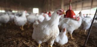 Influenza aviaria, i Comuni vicentini verso la fine delle restrizioni